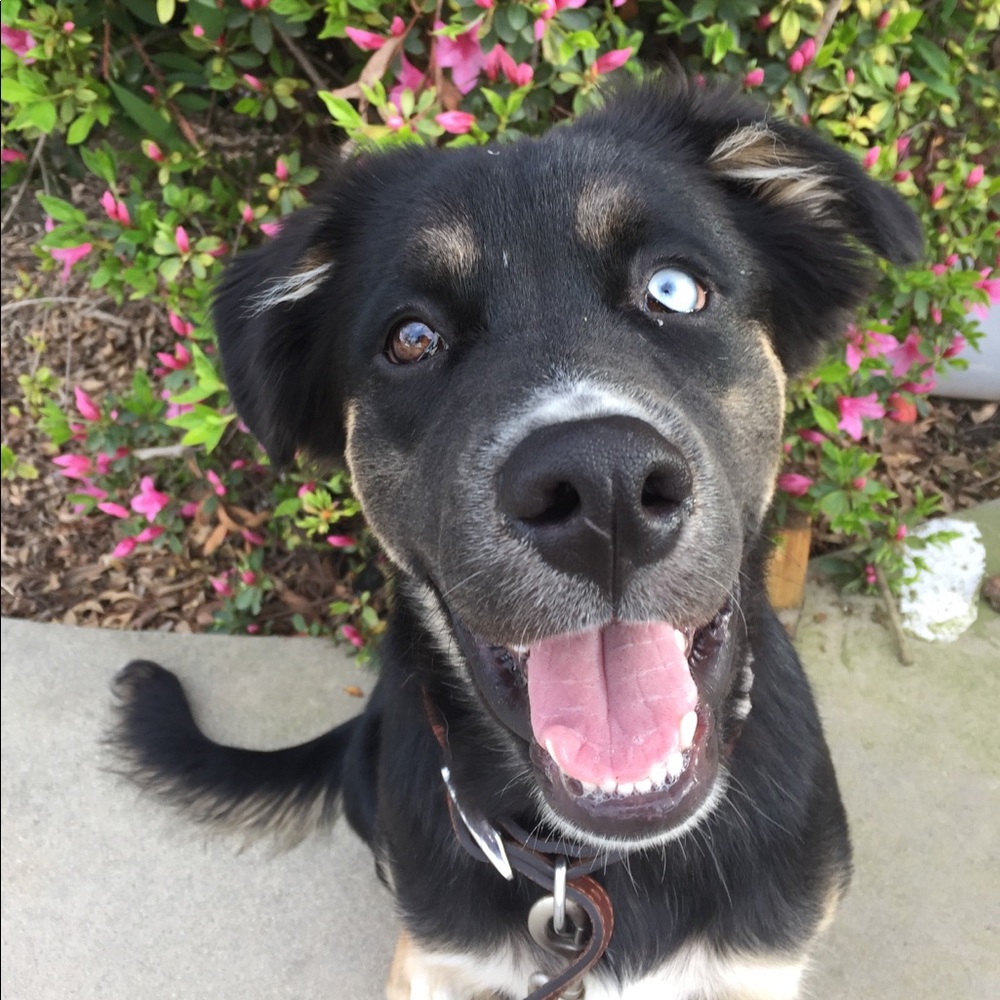 Meet your Posher, Savannah